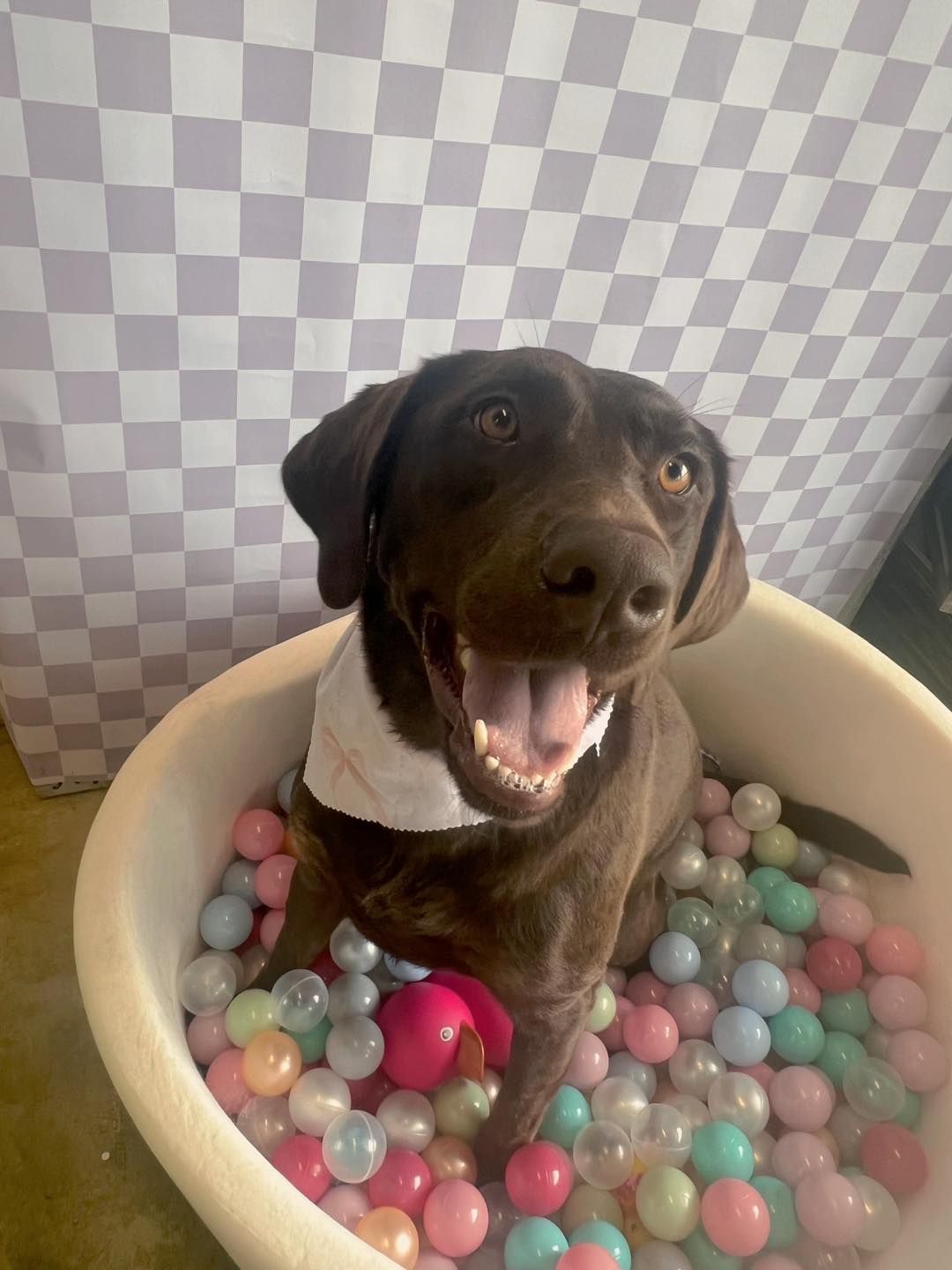 Chocolate Labrador in a ball pit, smiling with a white bandana, against a checkered wall.