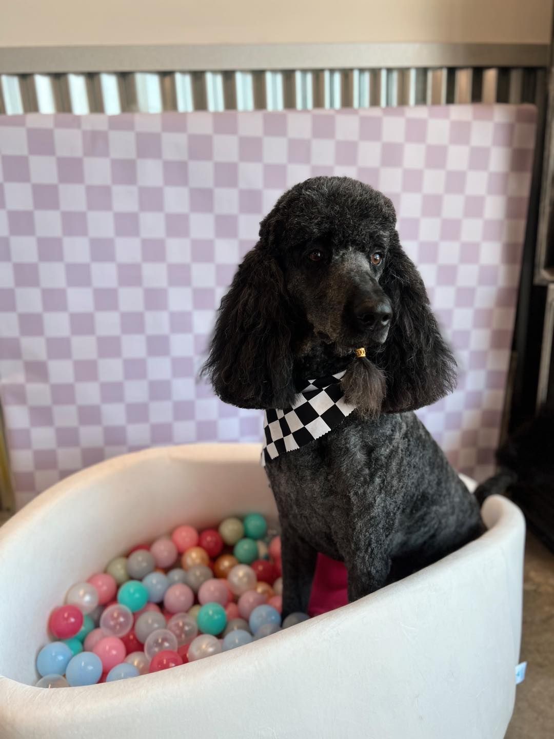 Black poodle wearing a checkered scarf sits in a white ball pit, in front of a checkered background.