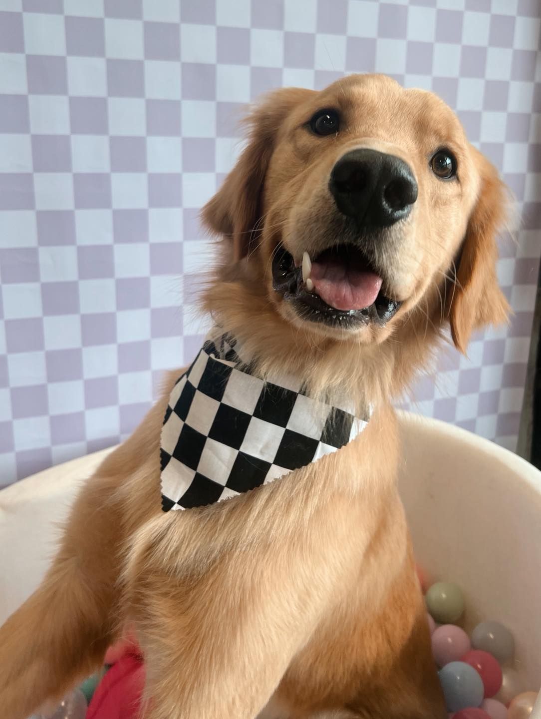 Golden retriever puppy wearing a checkered bandana, smiling.