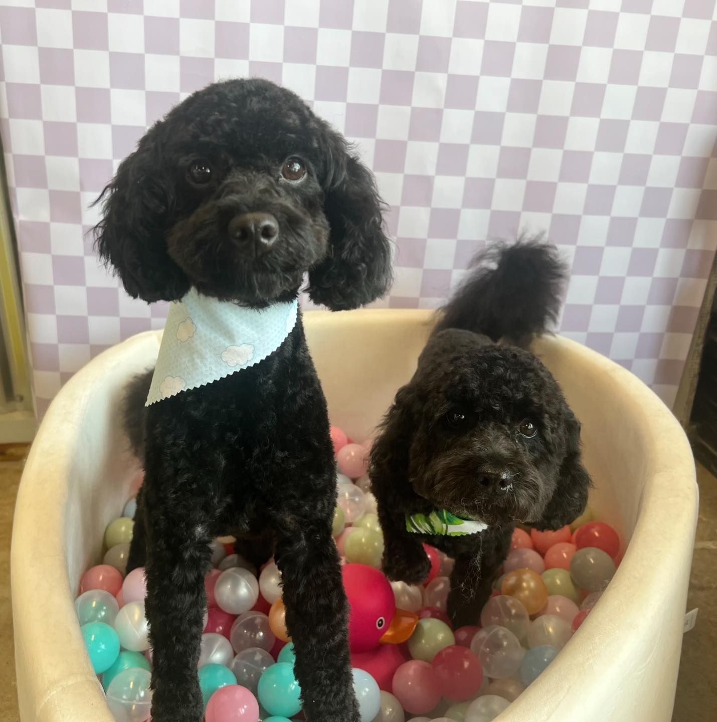 Two black poodles in a ball pit, one wearing a blue bandana, the other a green collar.