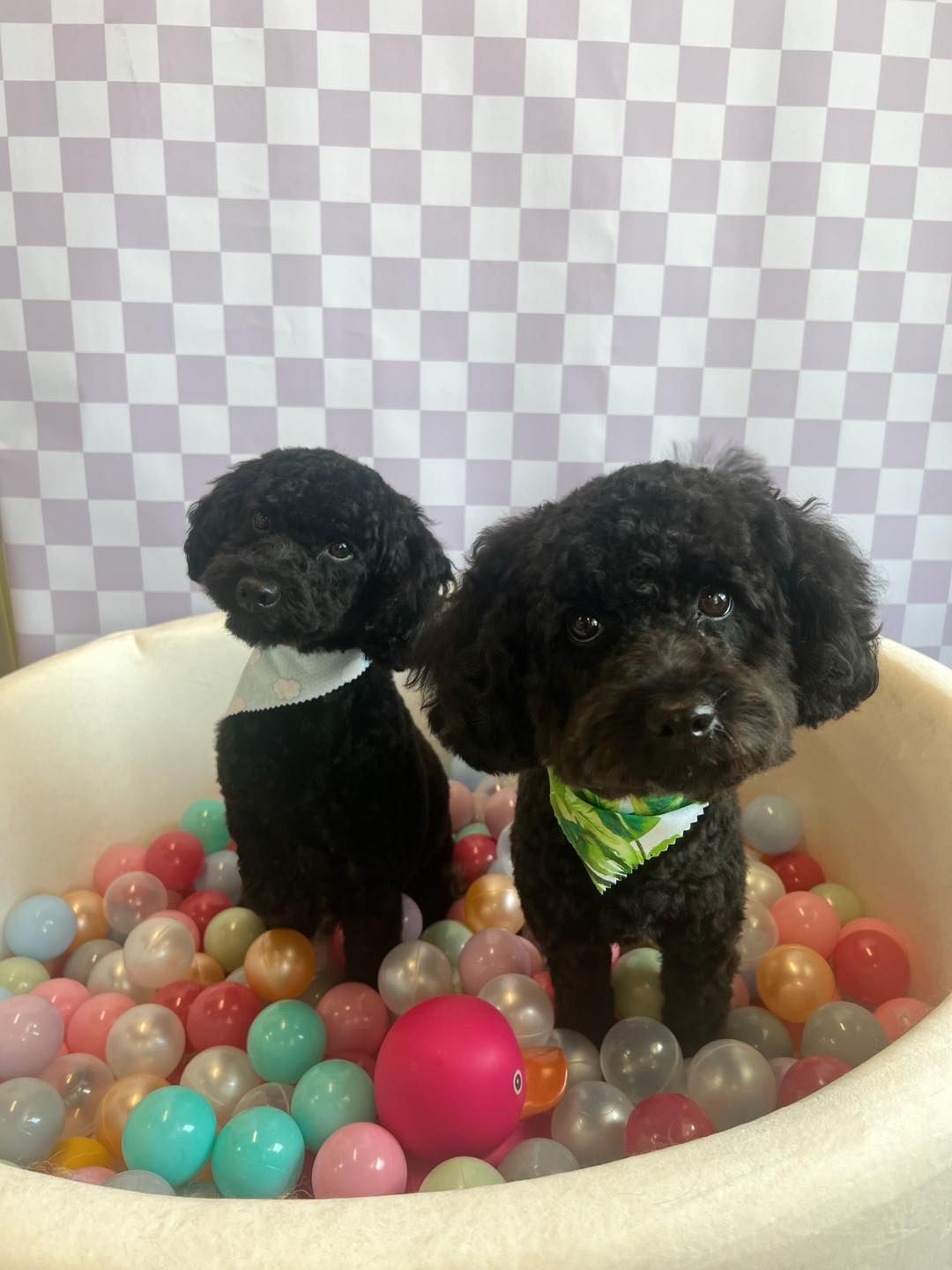 Two black poodles in a ball pit, wearing collars.