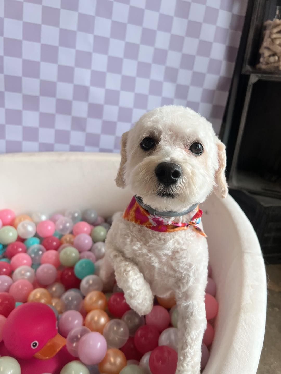 White dog with a red-patterned collar in a ball pit, looking directly at the camera.