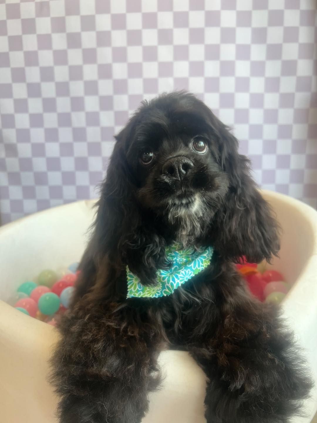 Black dog with curly fur in a white tub filled with colorful balls, wearing a blue bandana, against a checkered background.