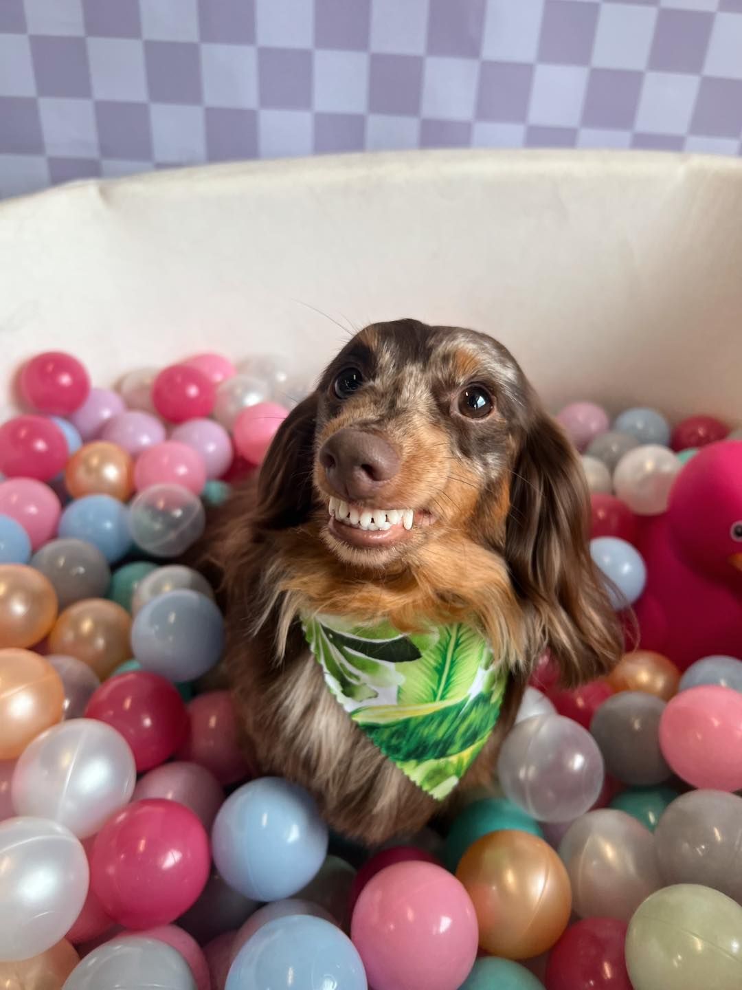 Happy dachshund with a green bandana smiles in a ball pit.
