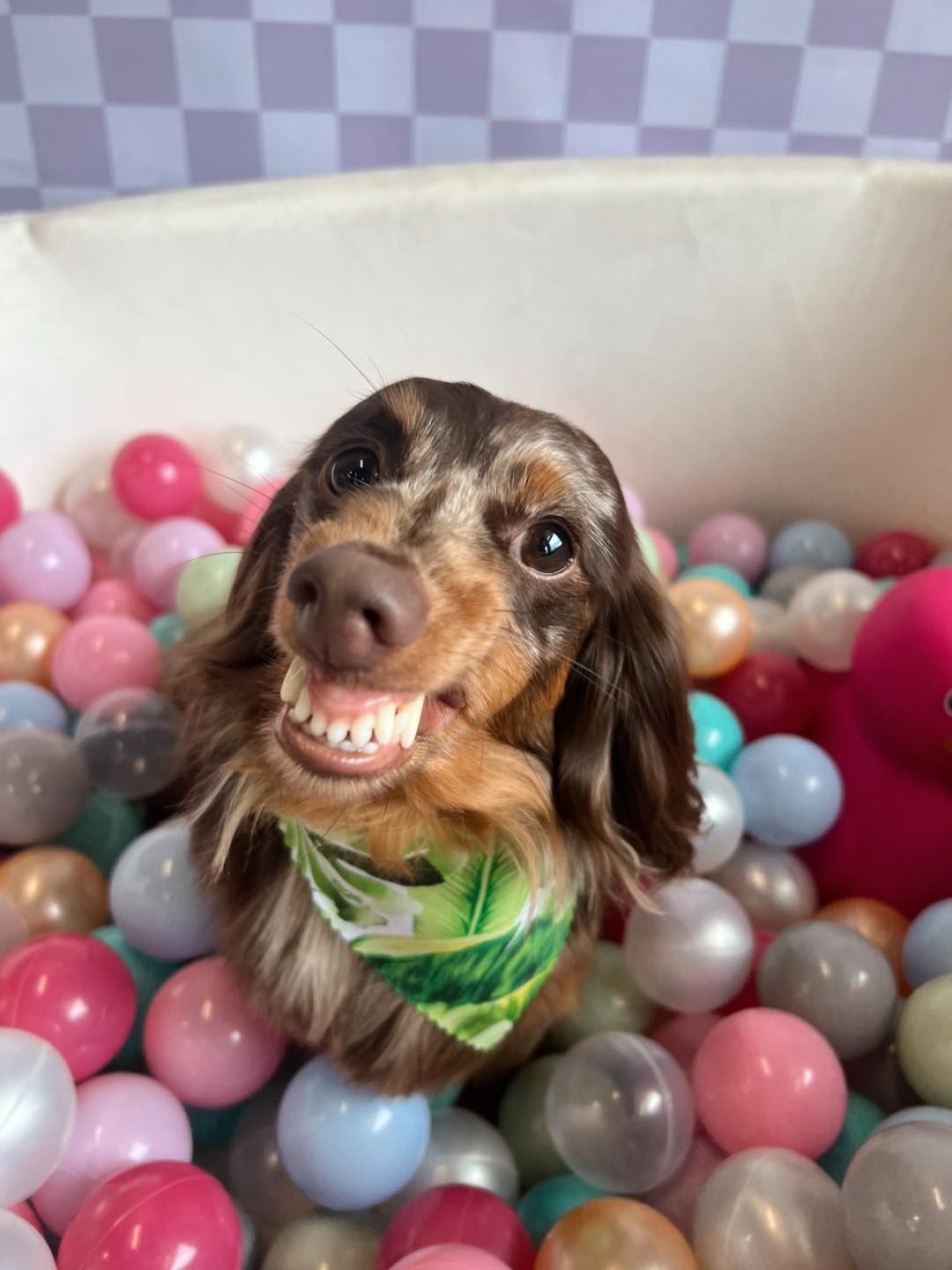 Dachshund in a ball pit, smiling with a green bandana.