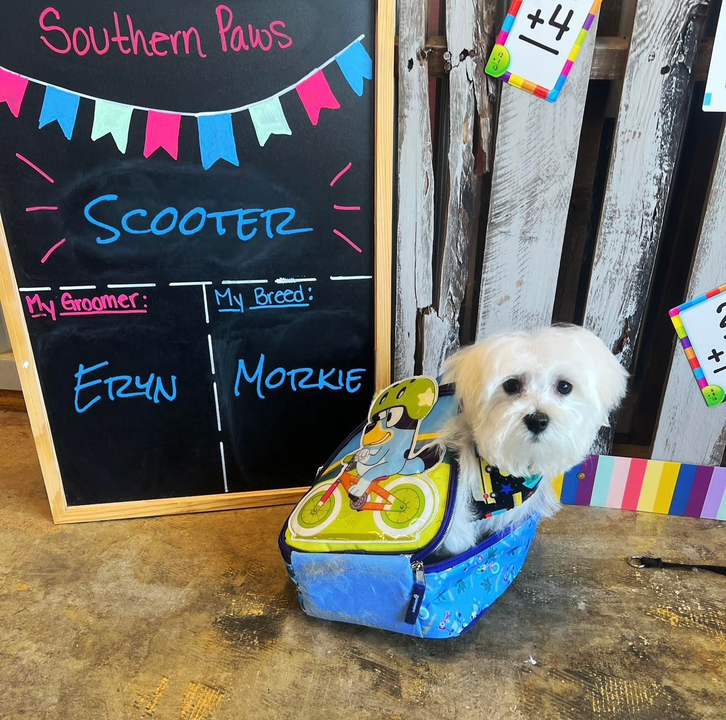 White dog, Scooterz, in a blue carrier with a school-themed chalkboard and colorful decorations.