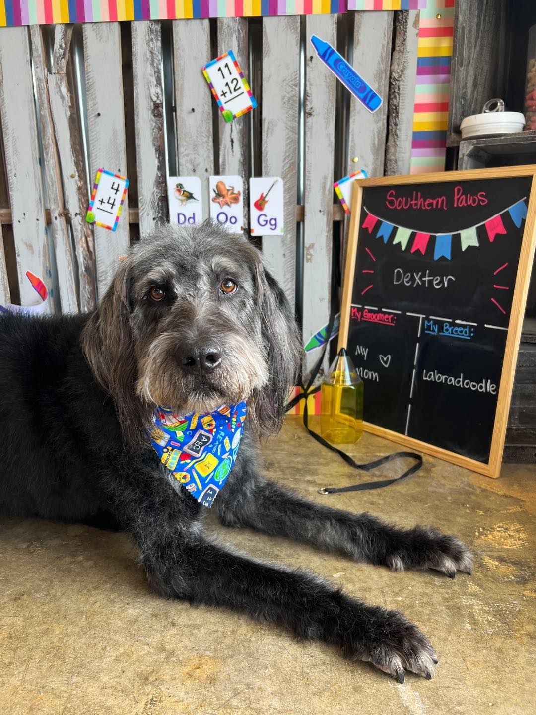 Dog with blue bandana poses in front of a chalkboard and school-themed decorations.