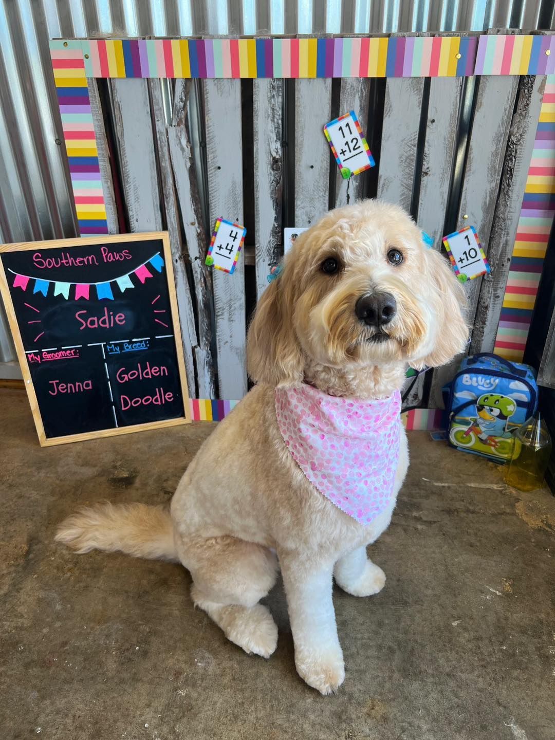Blonde Goldendoodle with pink bandana sits in front of a colorful backdrop. A chalkboard sign says 