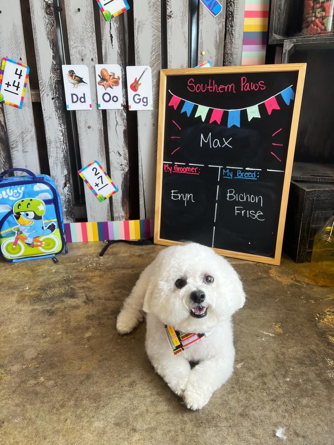 White dog sits in front of a chalkboard with names, surrounded by school decorations.