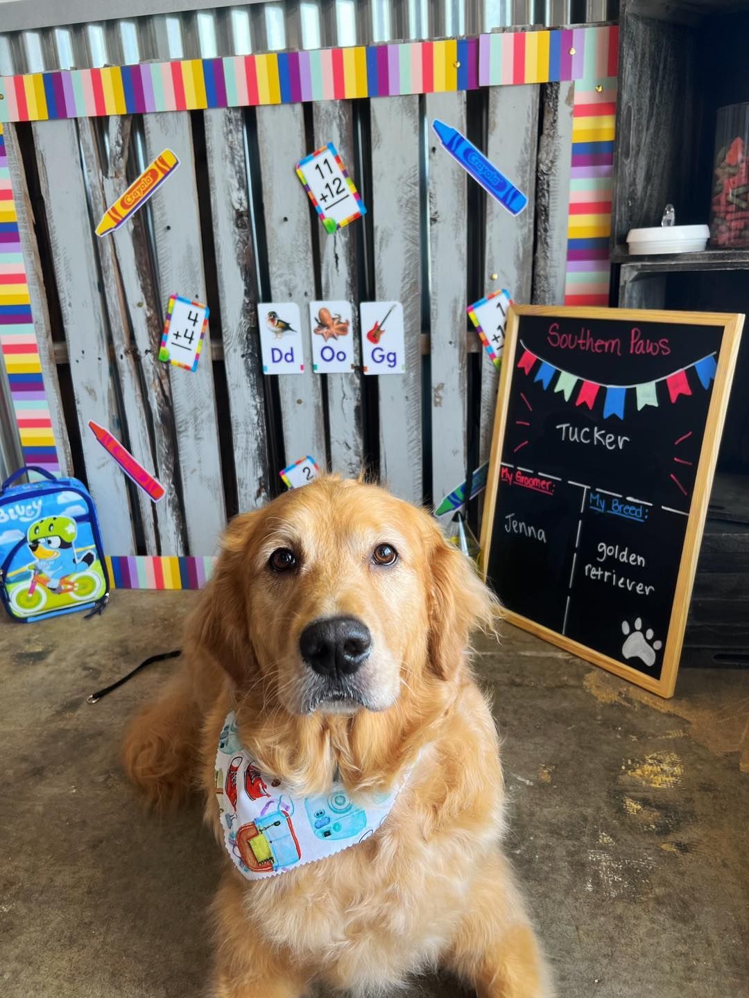 Golden retriever dog in front of a school-themed backdrop. Wearing a bandana, looking at the camera.