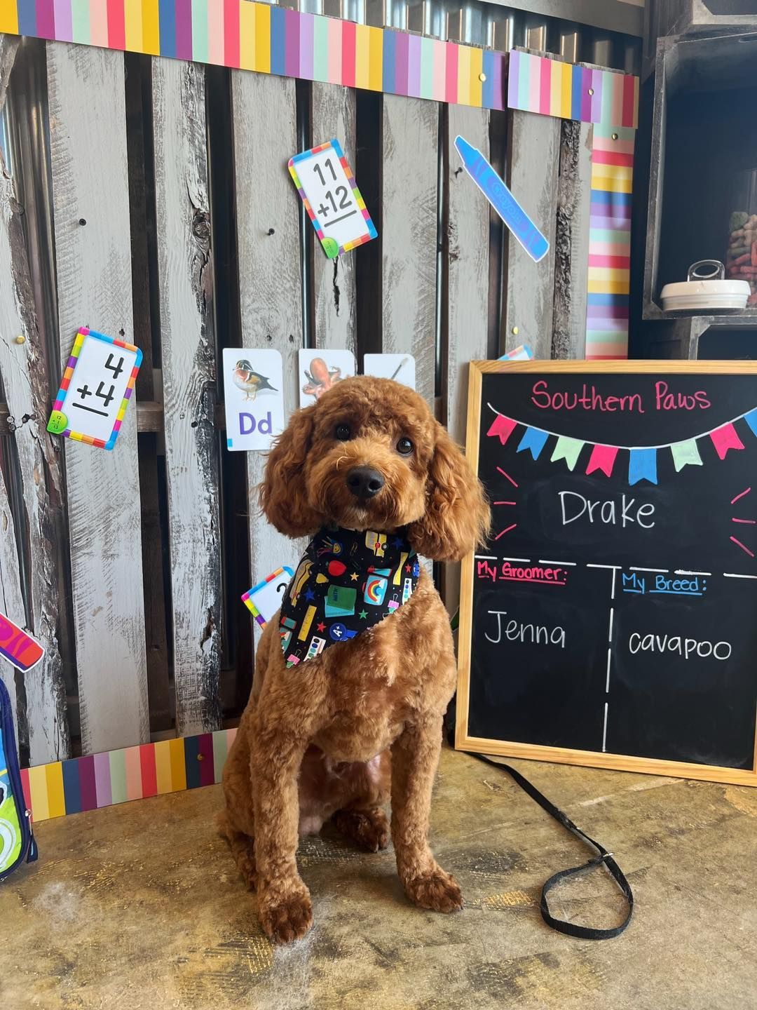 Brown poodle with bandana sits in front of a chalkboard and school-themed decor.