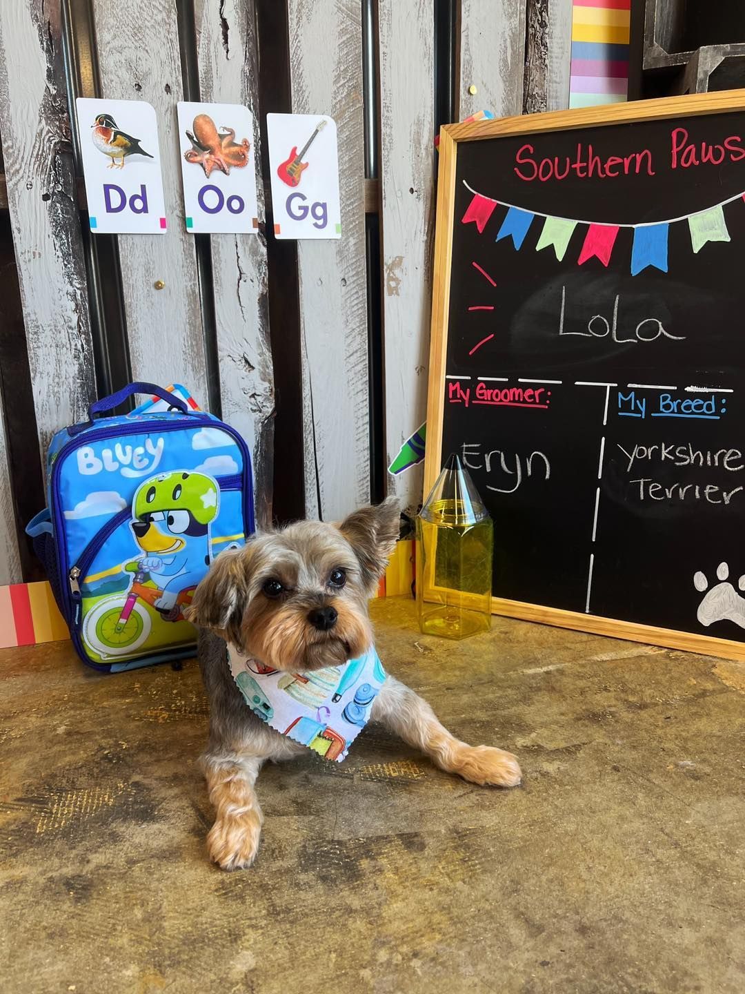 Yorkshire Terrier dog wearing a bandana, posing near a chalkboard labeled 