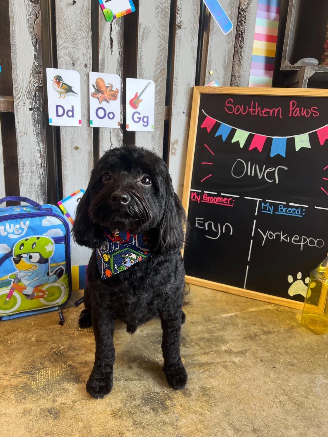 Black Yorkiepoo dog in front of a chalkboard with colorful decorations and educational letters.