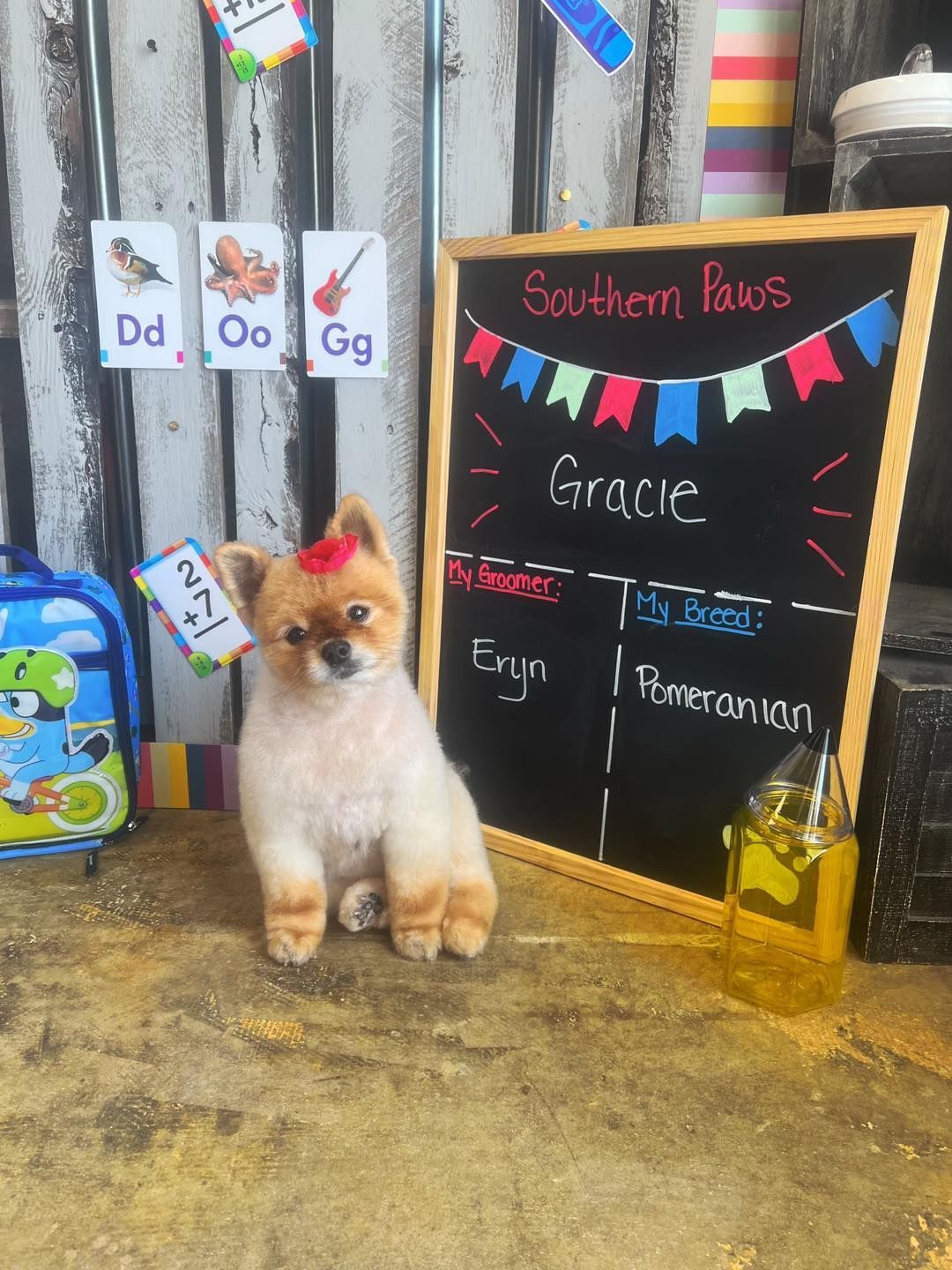 A Pomeranian dog with a red bow sits near a chalkboard sign that reads 