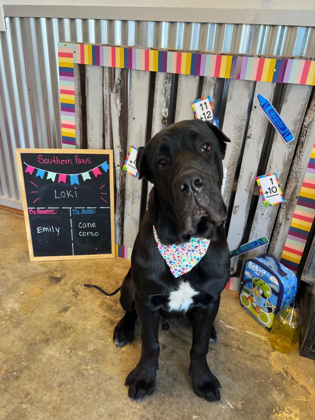 Black dog wearing a bandana sits by a chalkboard that says 