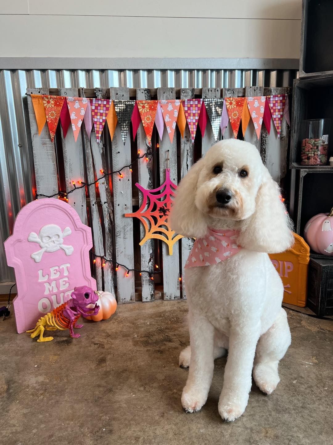 White dog with pink bandana sits in front of Halloween decorations.