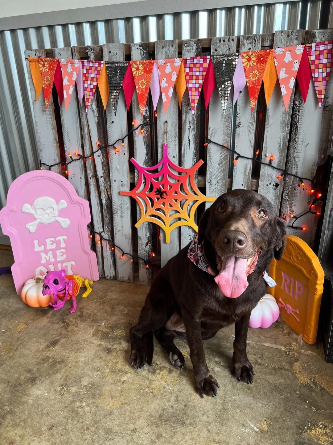 Chocolate lab wearing a floral bandana smiles in front of a Halloween backdrop with a tombstone, spiderweb, and pumpkins.