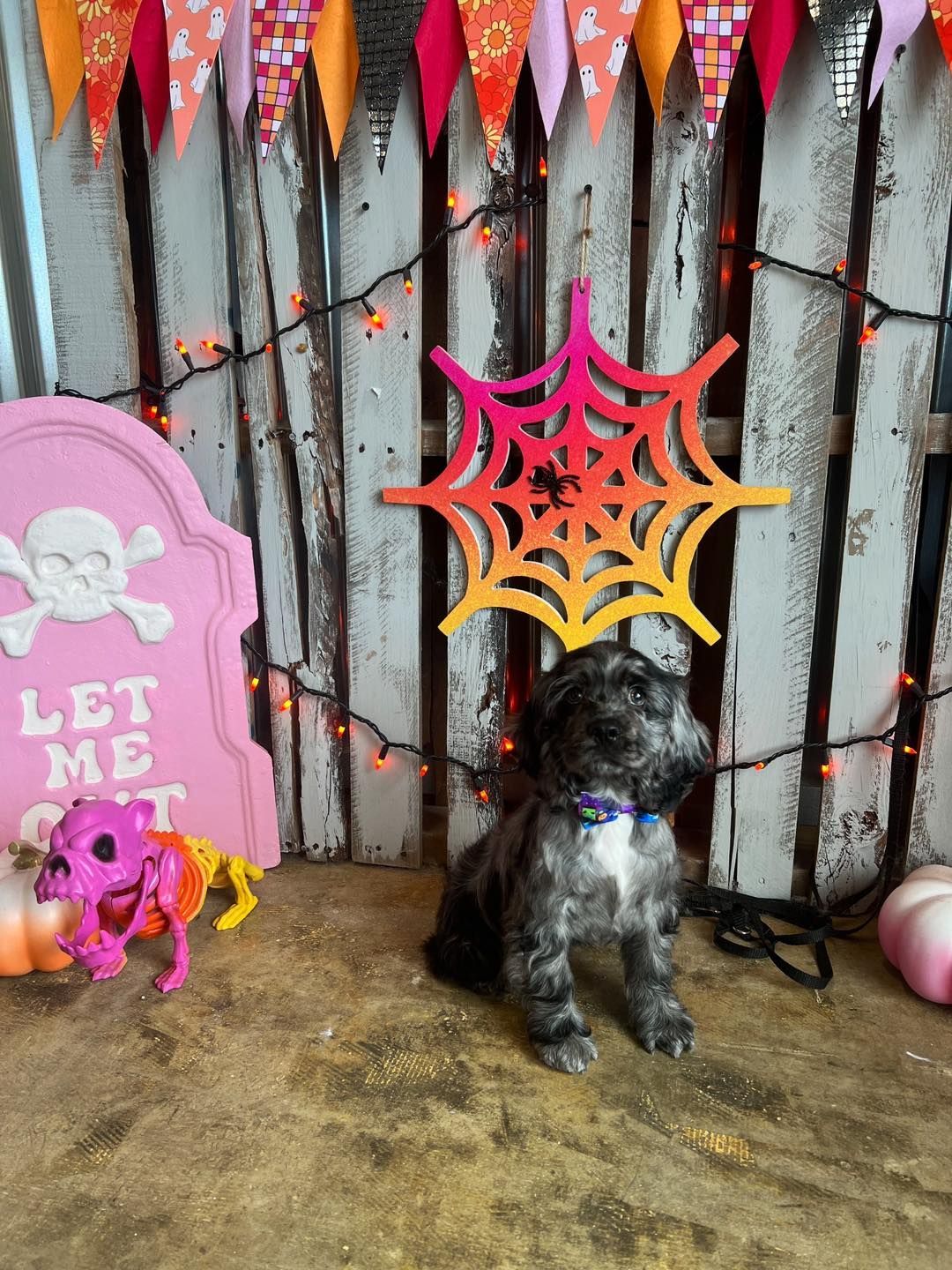 Small dog with gray fur in Halloween setting, sitting under a colorful spiderweb decoration.