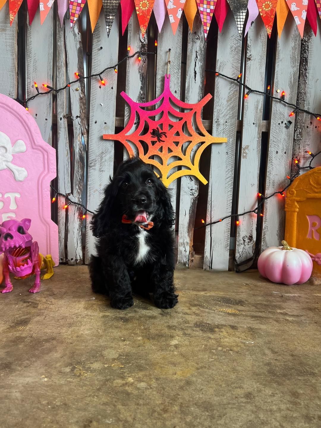 Black puppy with white chest sits in front of a Halloween backdrop with a spider web.
