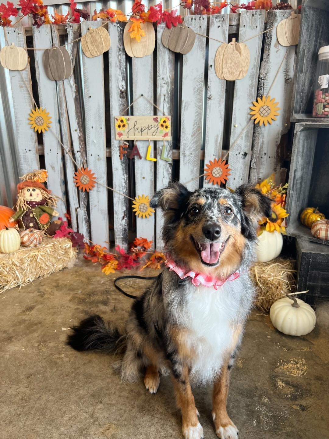Dog in fall-themed setting, wearing a pink collar, smiling. Background includes pumpkins, scarecrow, and decorations.