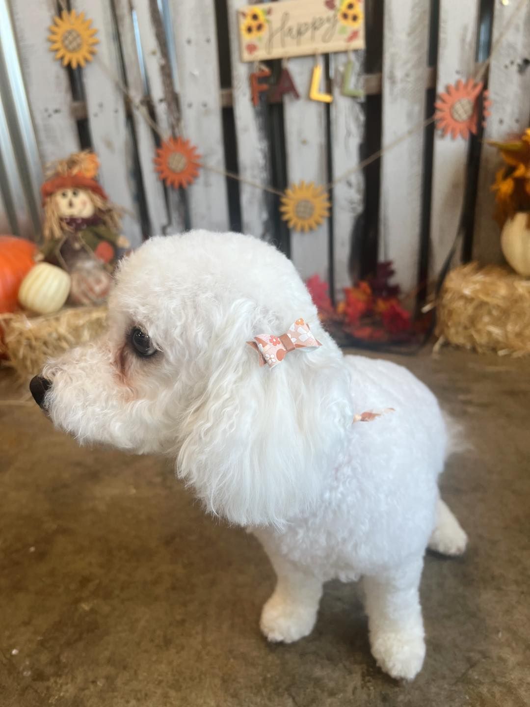 White dog with a bow in its ear, posing for a photo with an autumn-themed backdrop.