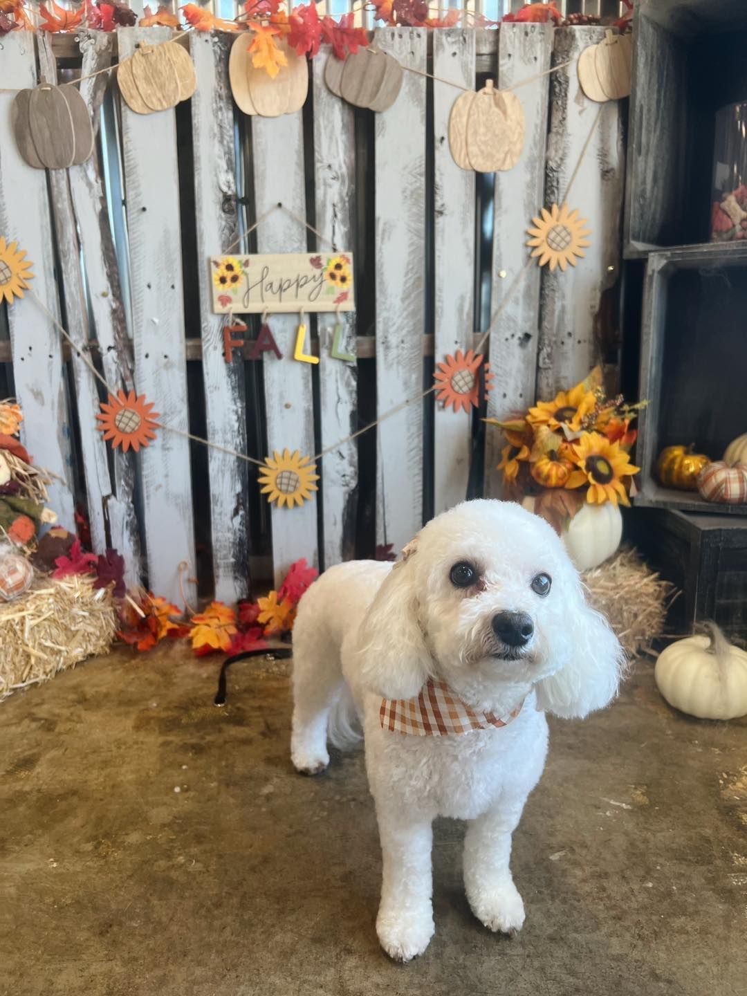 White dog with a scarf stands in front of a fall-themed backdrop, pumpkins, and decorations.