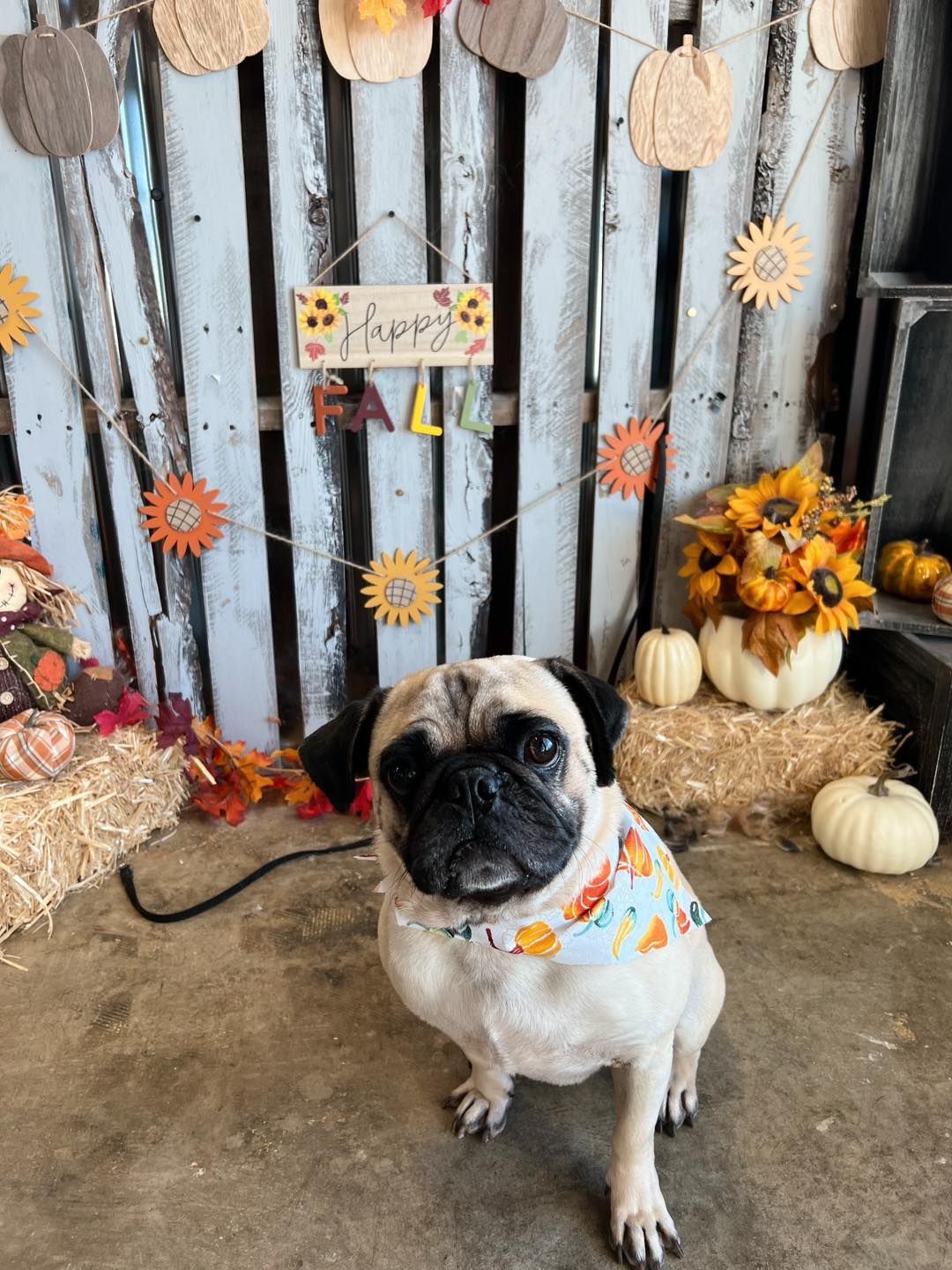 Pug wearing a fall bandana sits in front of a fall-themed backdrop of pumpkins, hay bales, and sunflower decorations.