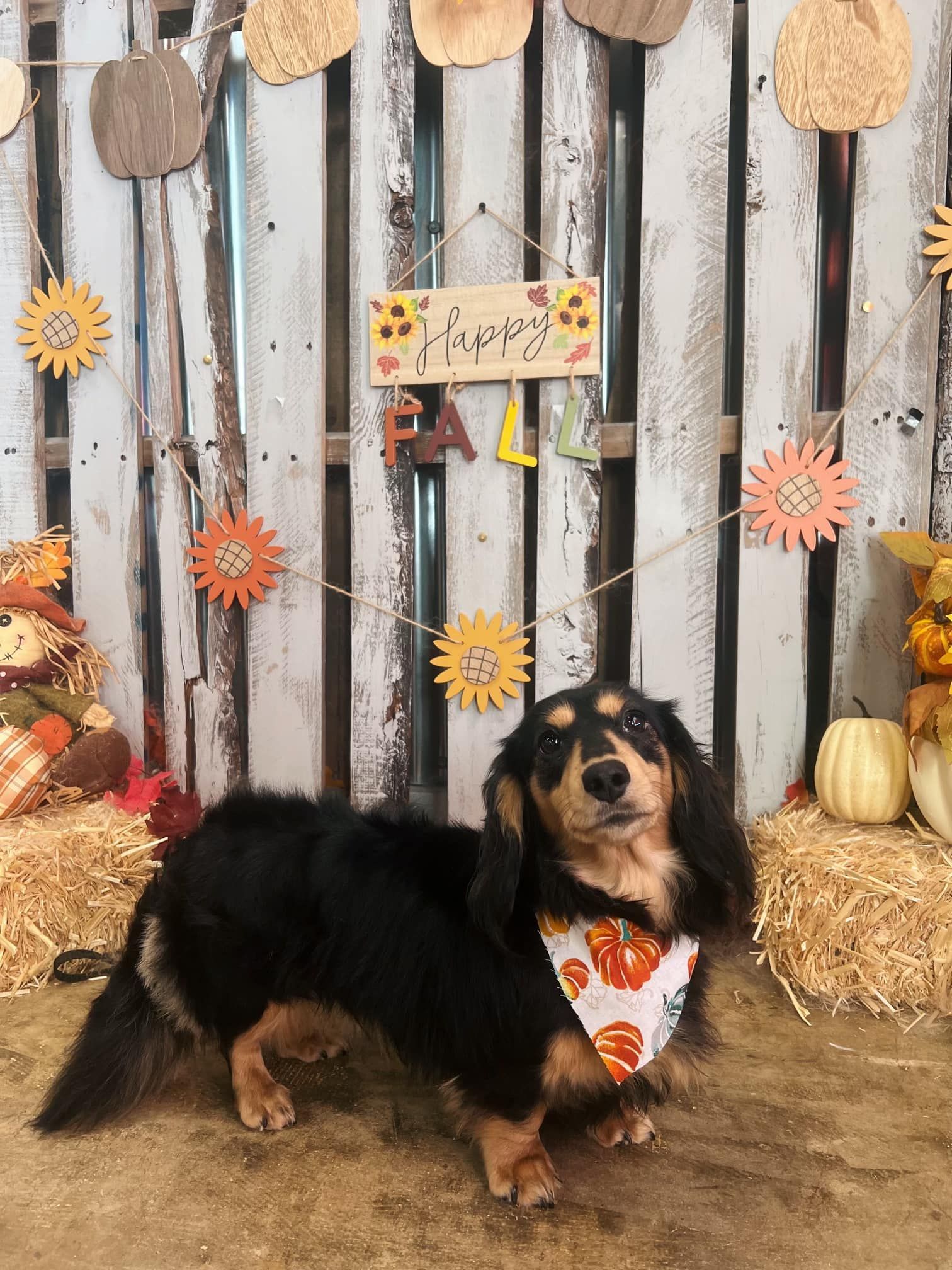 Black and tan dachshund with orange fall bandana, posing in front of a fall-themed backdrop of hay bales and decorations.