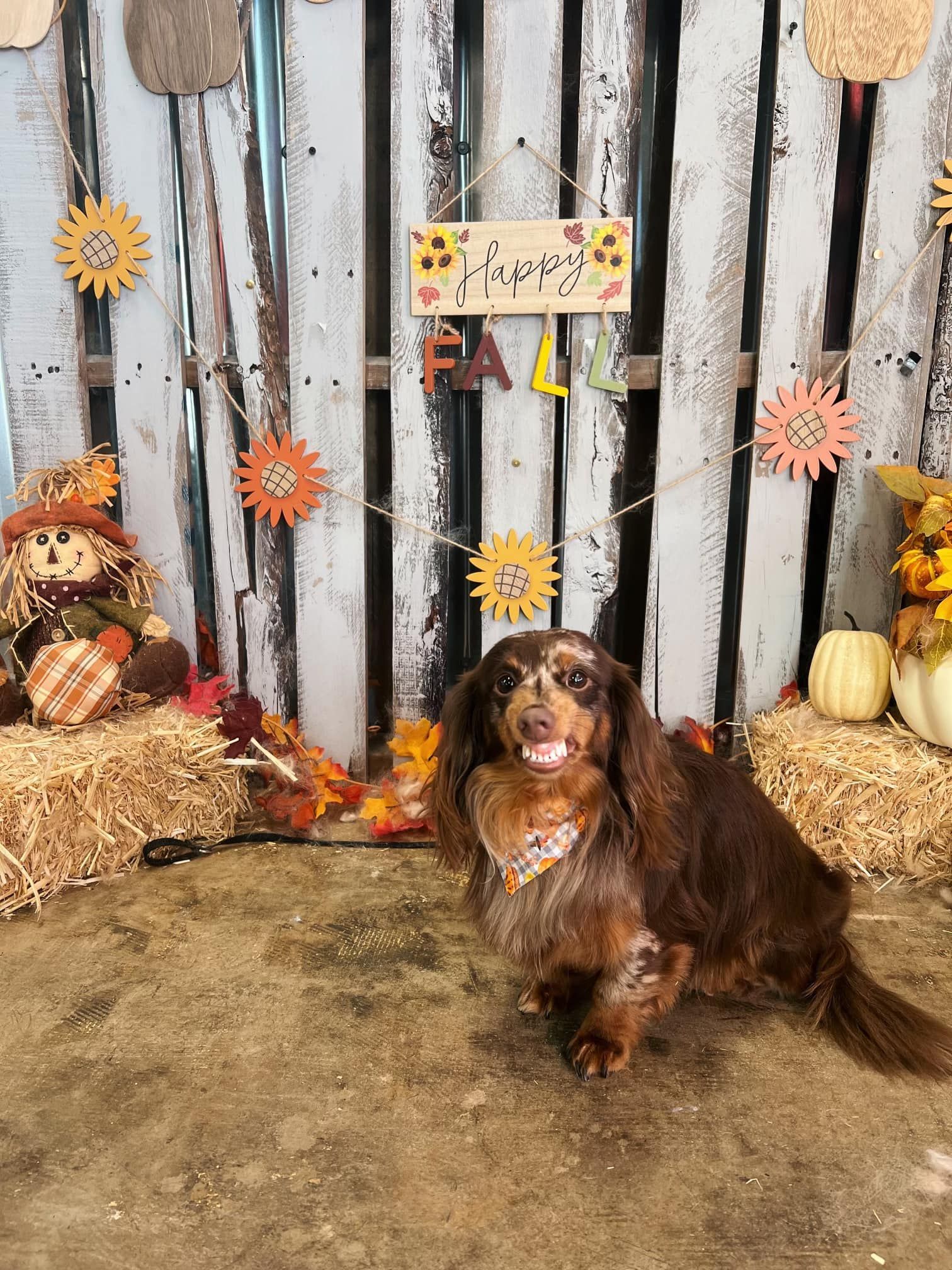 Dachshund dog in a fall-themed setting with hay, pumpkins, and a 