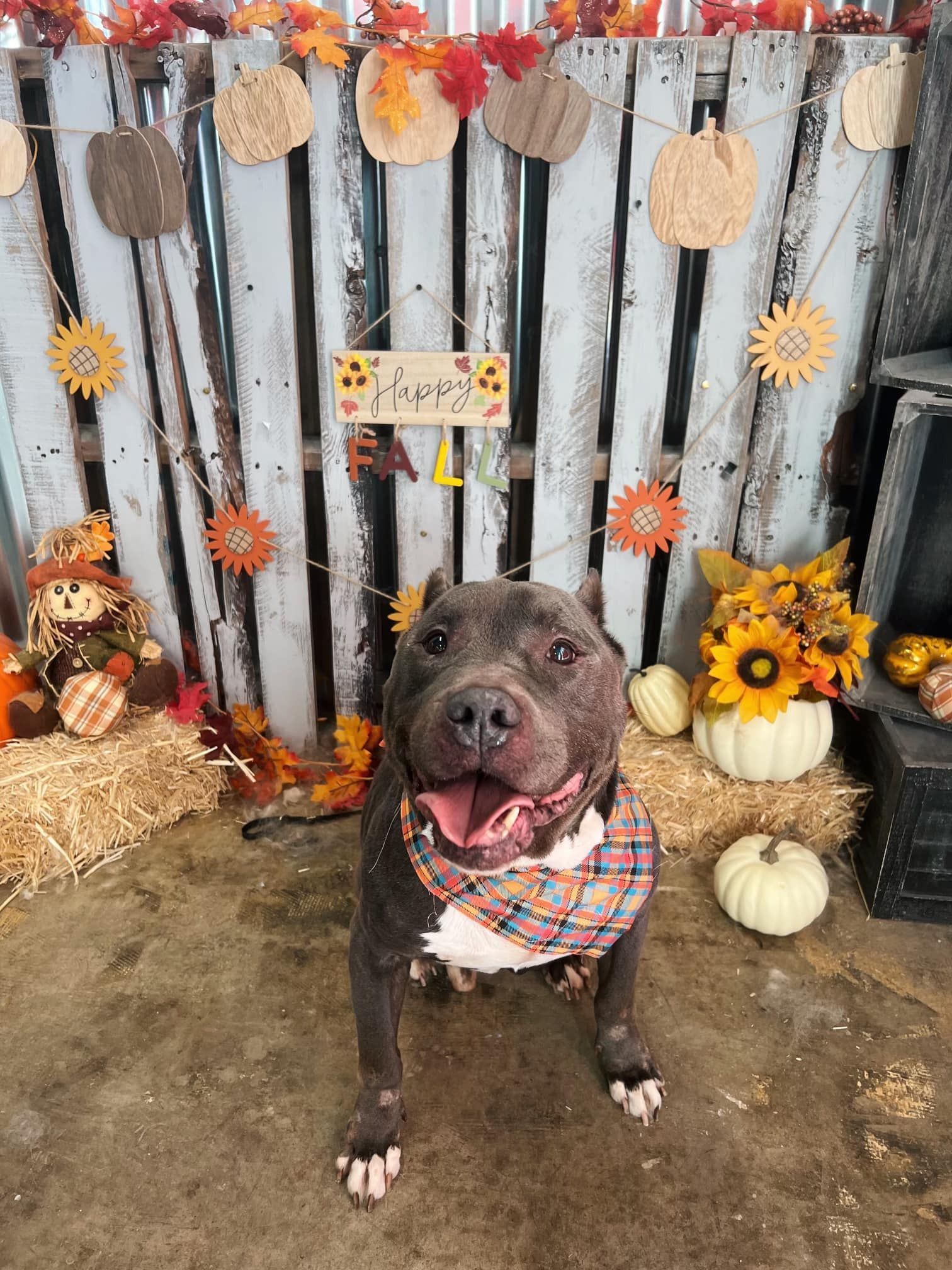 Blue dog with a plaid bandana sits in front of a fall-themed backdrop, smiling with its tongue out.