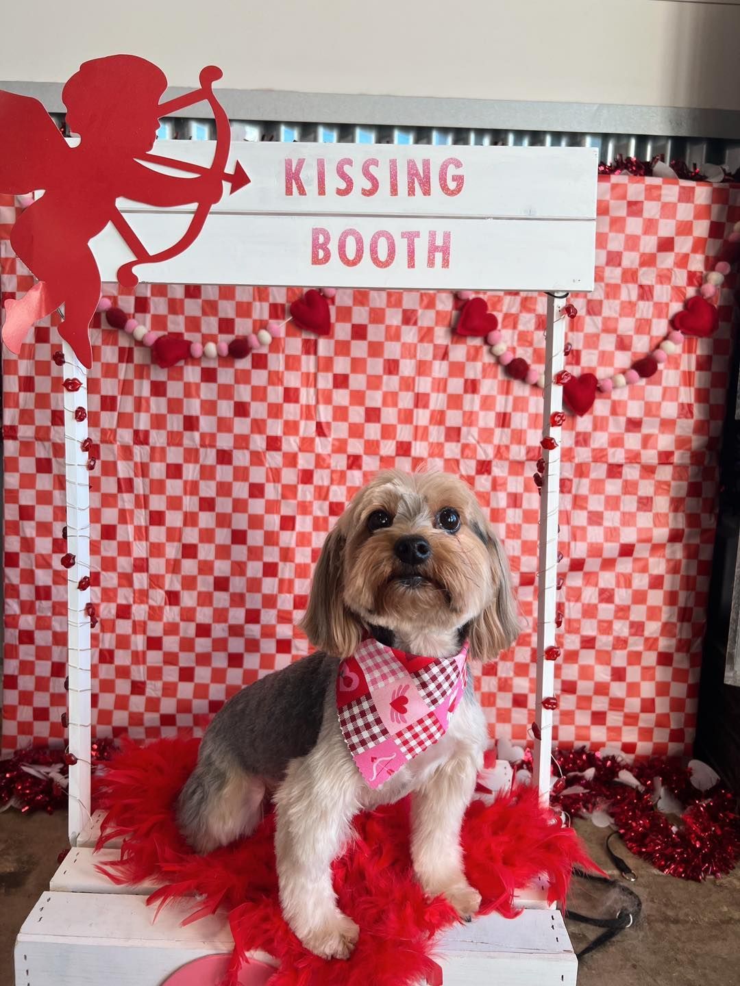 Dog in a Valentine's Day 