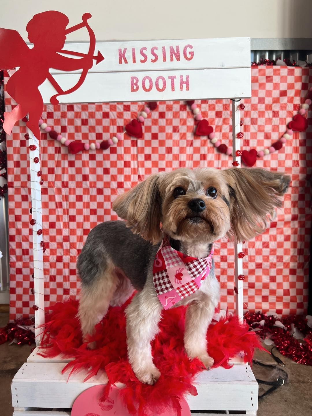 Yorkie dog in a Valentine's Day kissing booth, wearing a bandana. Red and white checkered background.