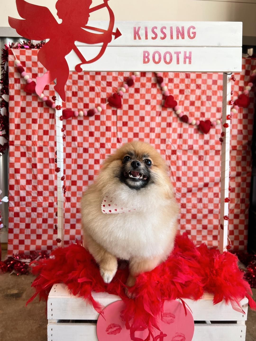 Fluffy dog in a Valentine's Day kissing booth, smiling with a bow tie, red and white decor.