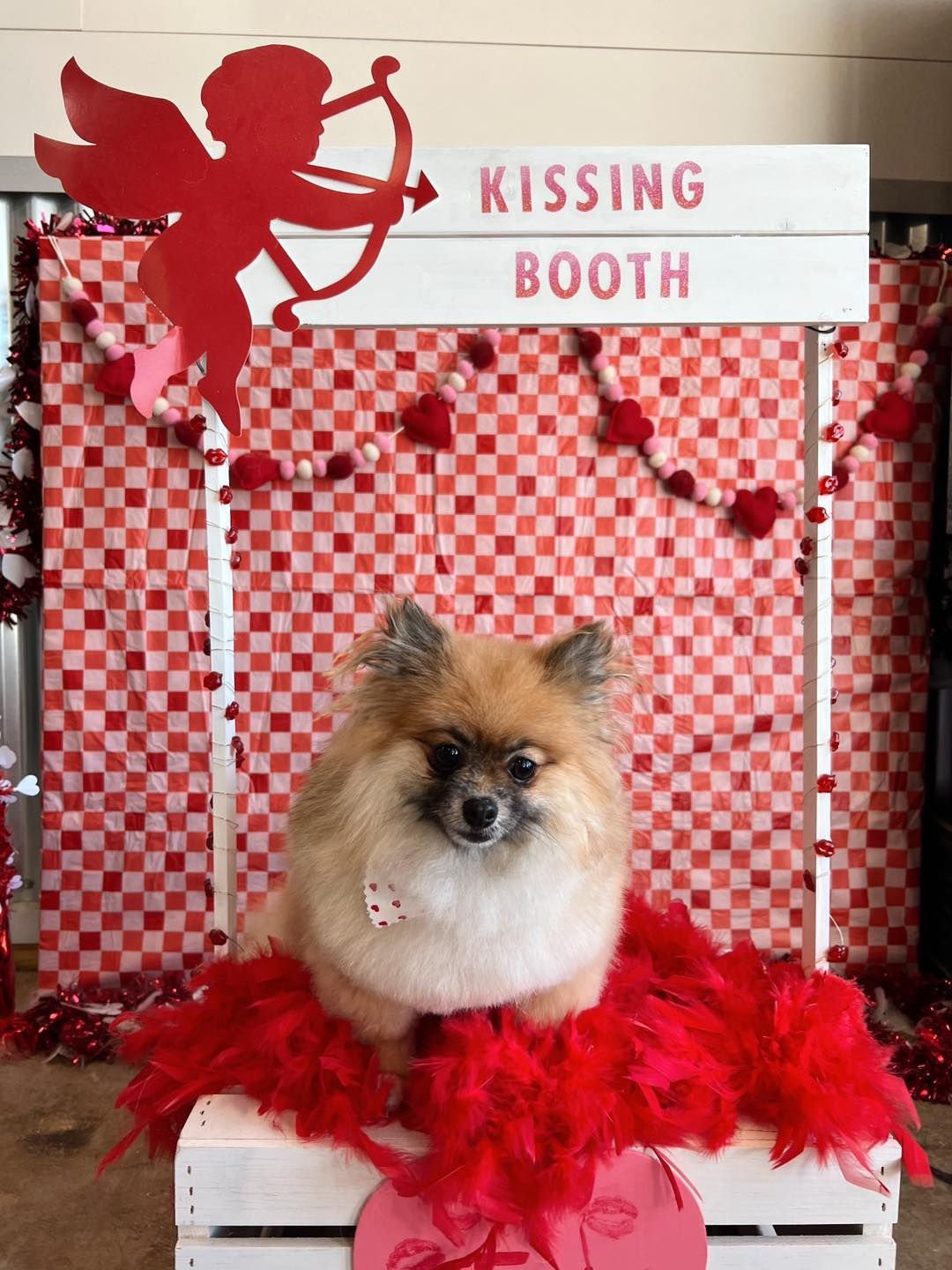 Pomeranian dog at a Valentine's Day kissing booth with red decor and a cupid cutout.