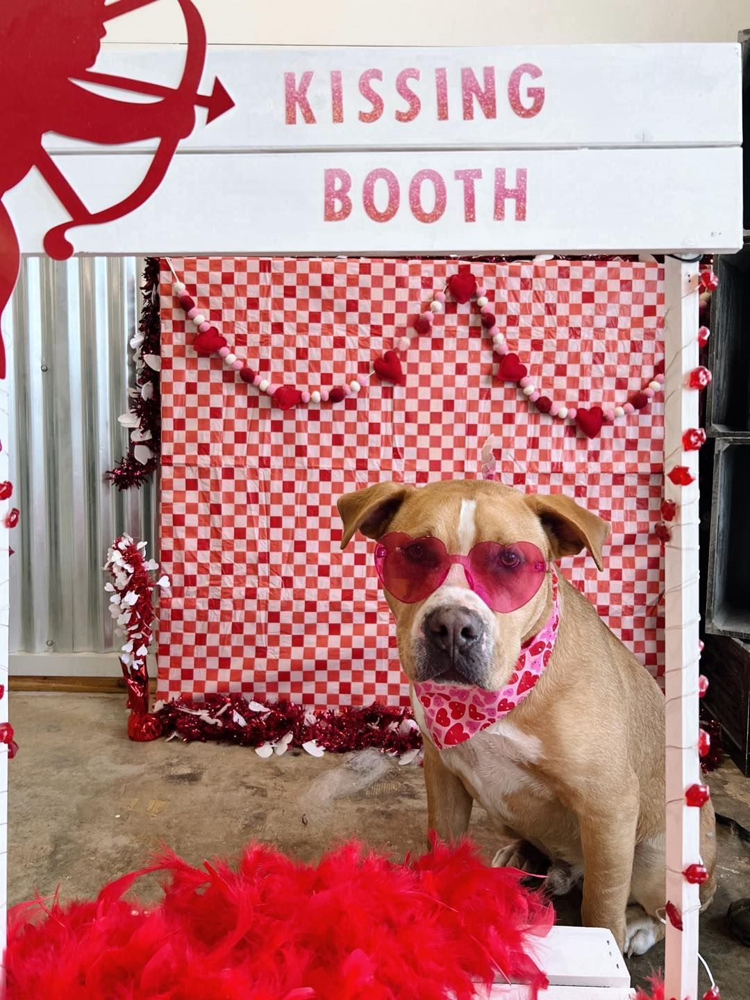 Dog wearing heart-shaped sunglasses and bandana in a 