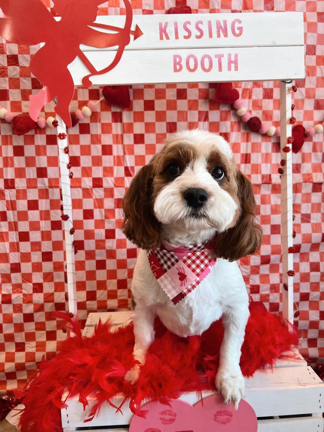 Dog in kissing booth, wearing a bandana and a red boa, in front of a checkered backdrop.