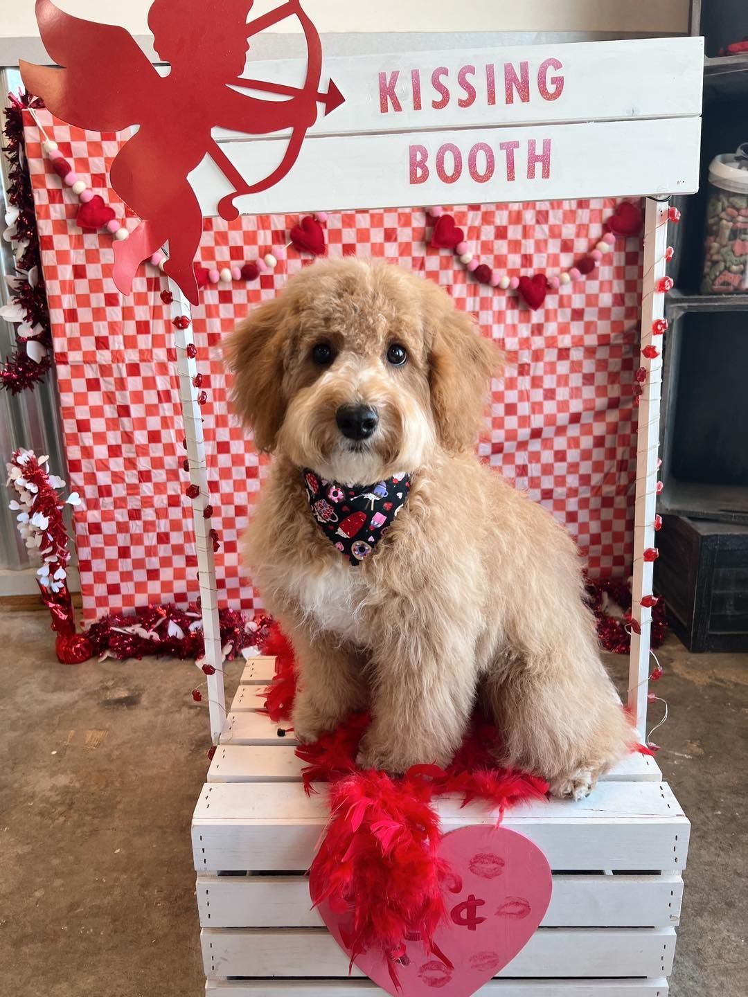 Fluffy dog in a Valentine's Day kissing booth, wearing a bandana. Red and white decor.