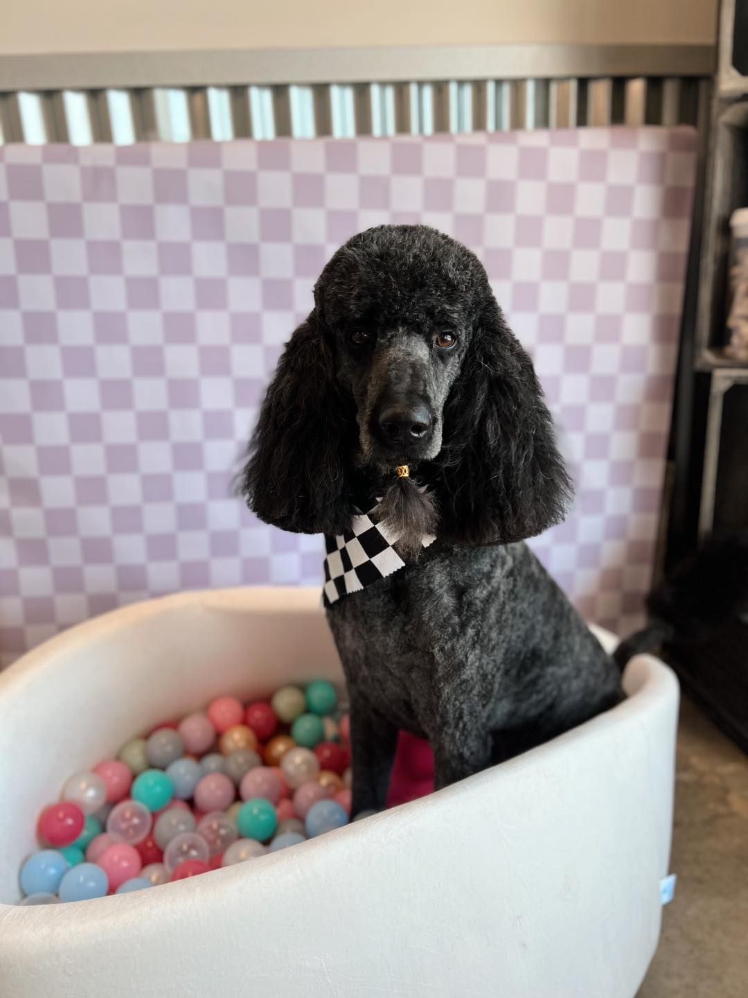 Black poodle sits in a white ball pit, wearing a checkered bandana. Background is checkered pattern.