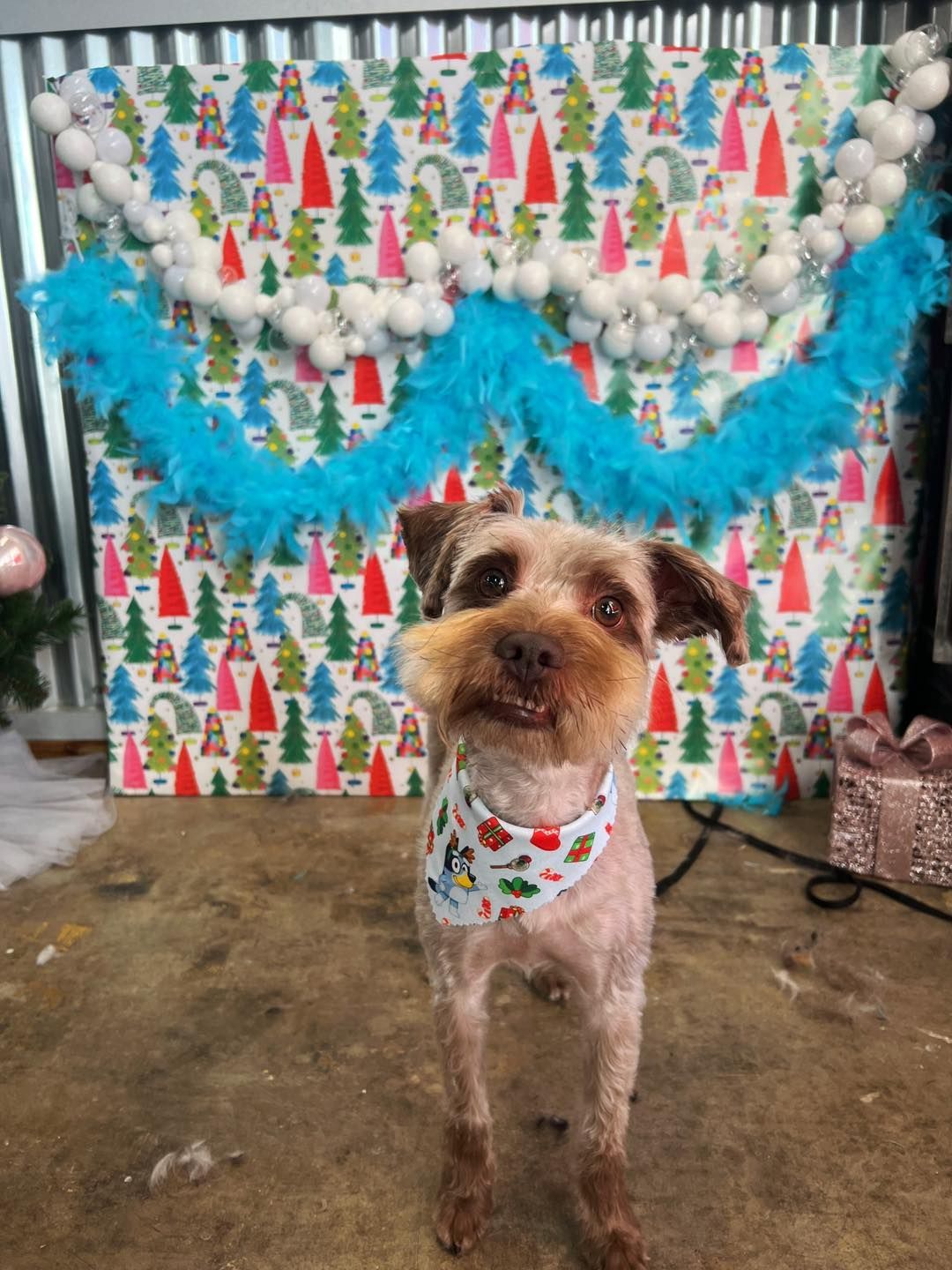 Dog with a whimsical patterned bandana in front of a Christmas-themed backdrop.