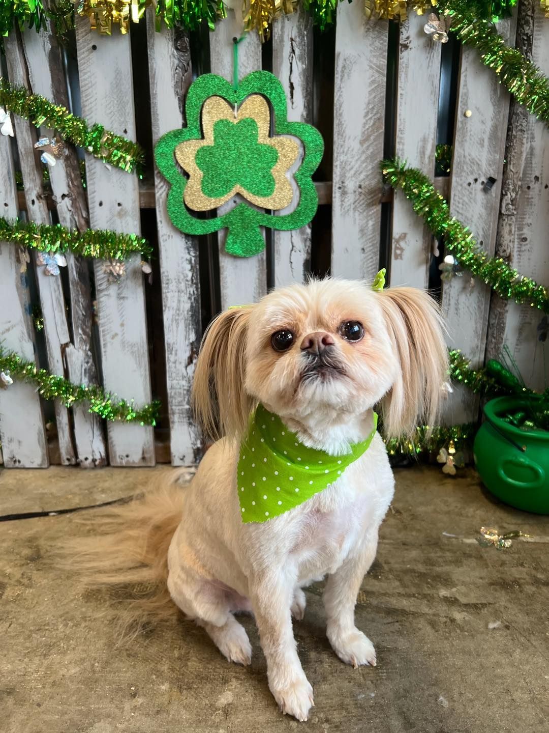 Small, cream-colored dog wearing a green polka-dot bandana. Sitting in front of a St. Patrick's Day backdrop.