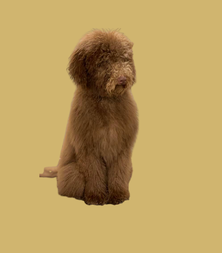 Southern Paws Dog Grooming and Spa Ringgold GA