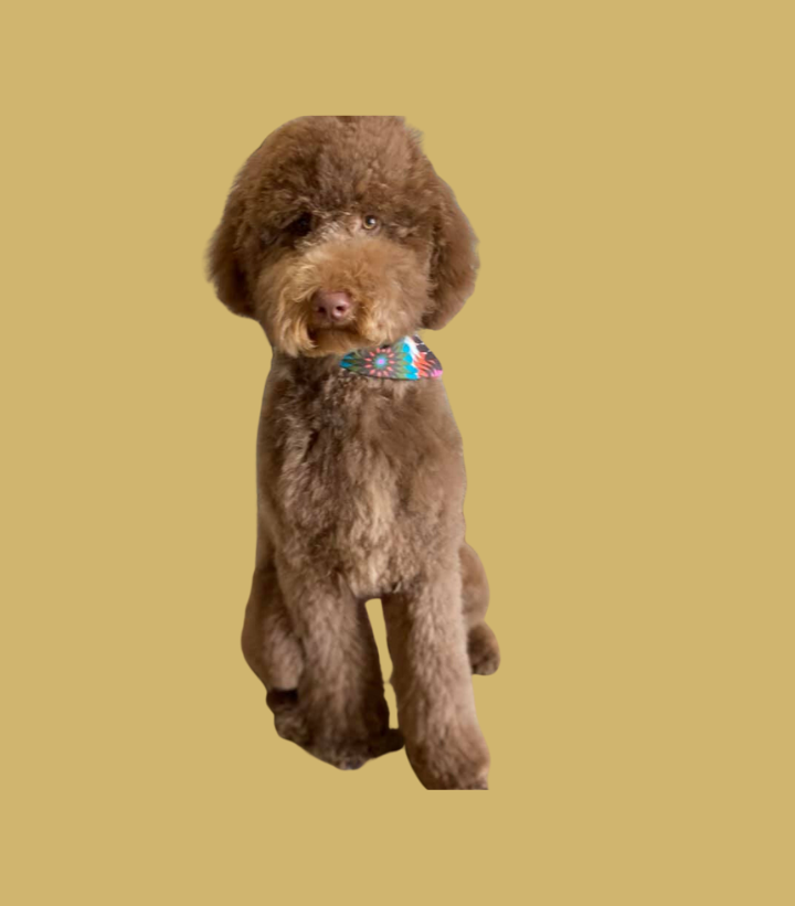 Southern Paws Dog Grooming and Spa Ringgold GA