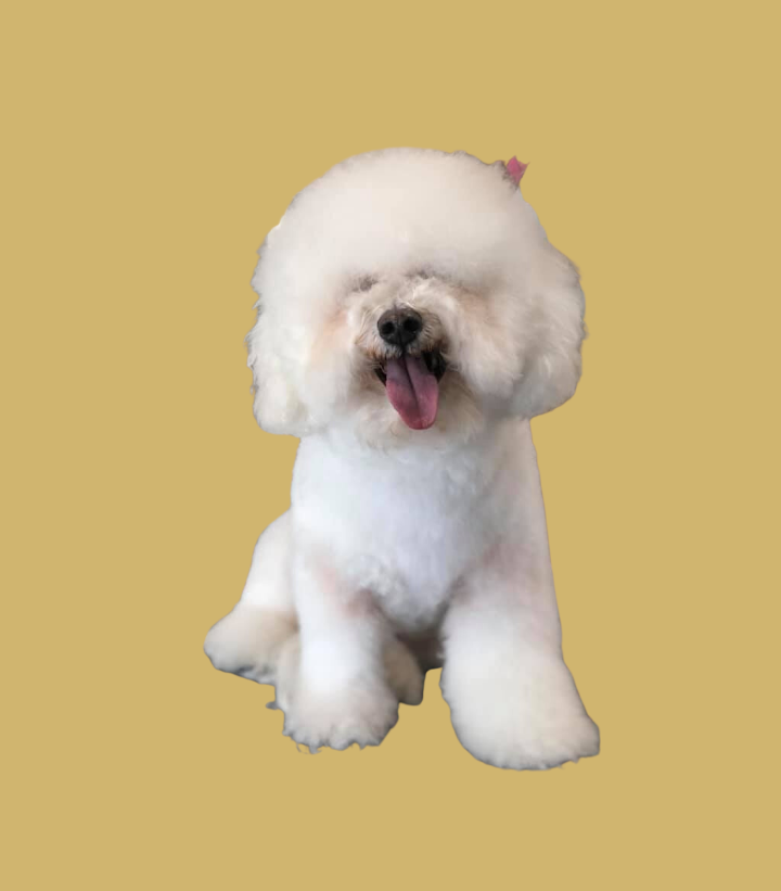 Southern Paws Dog Grooming and Spa Ringgold GA