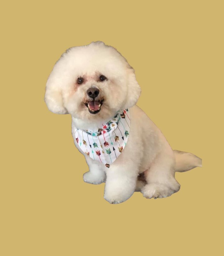 Southern Paws Dog Grooming and Spa Ringgold GA