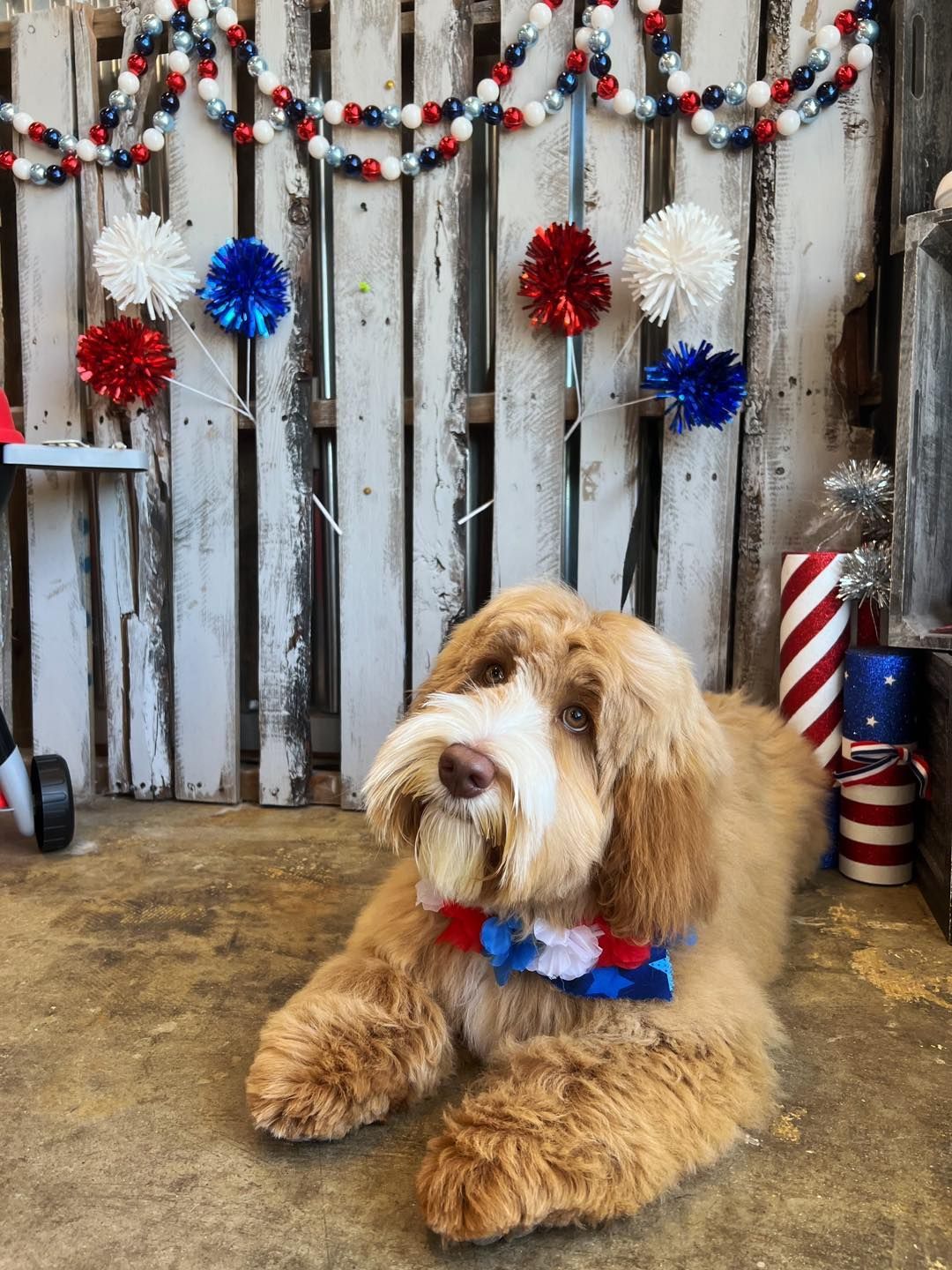Golden doodle dog wearing a red, white, and blue bow tie, lying in front of a patriotic backdrop.