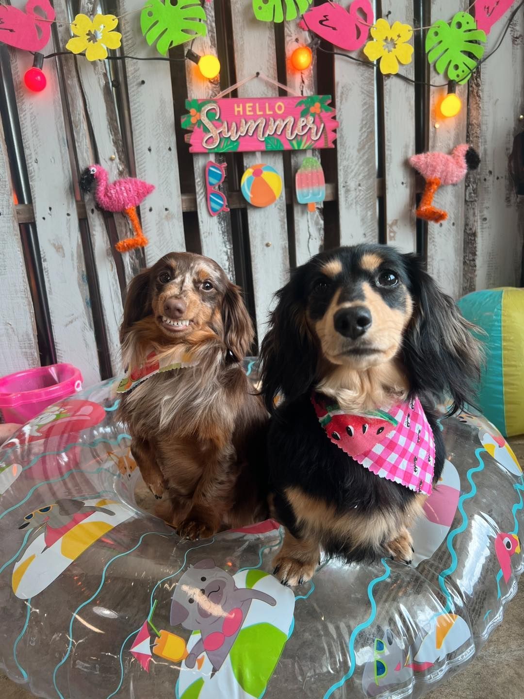 Two dachshunds in a summer-themed setting, one wearing a bandana, on an inflatable ring, 