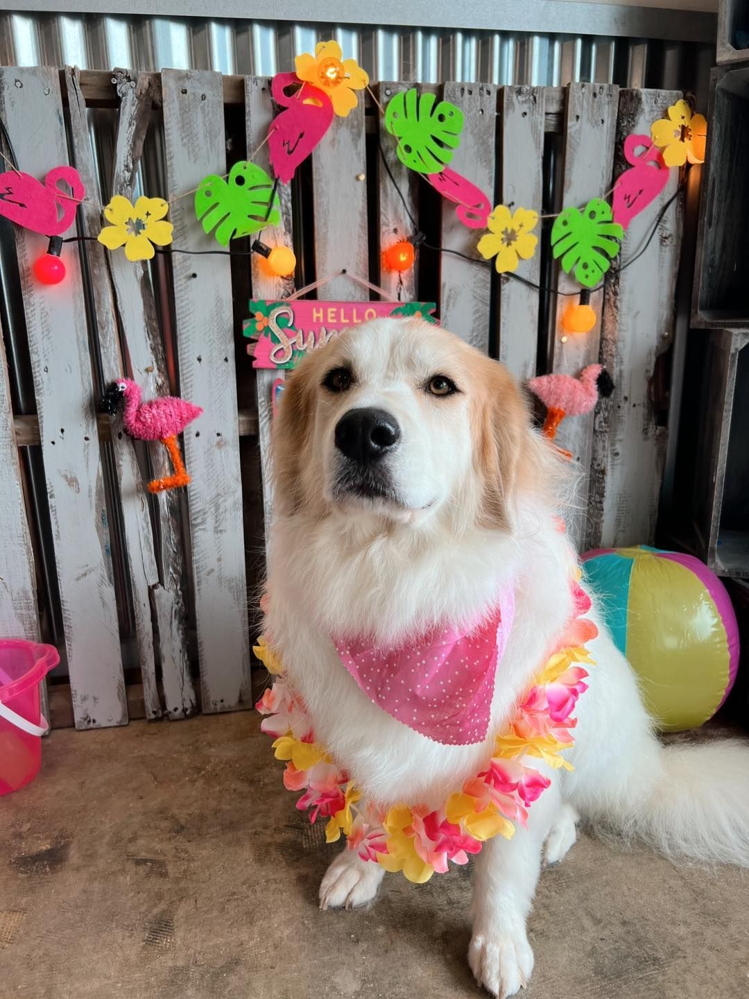 A fluffy white dog wearing a lei and pink bandana sits in front of a tropical-themed backdrop.