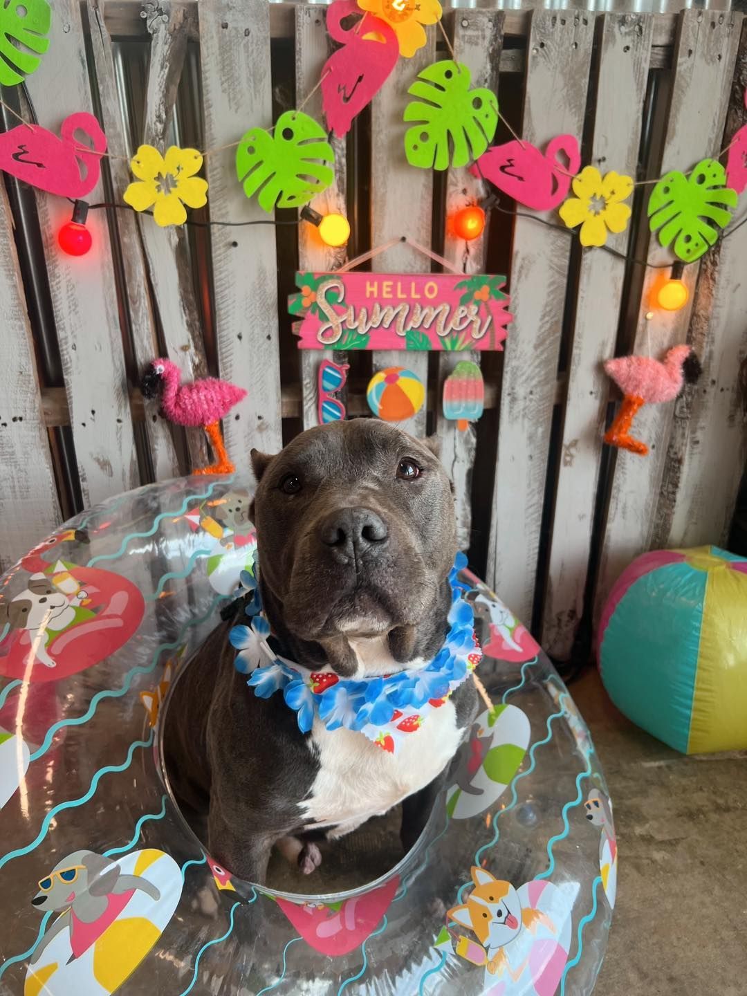 Dog in a pool float with a lei, 