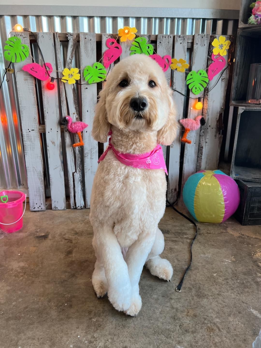 Goldendoodle with a pink bandana sits in front of a tropical-themed backdrop.
