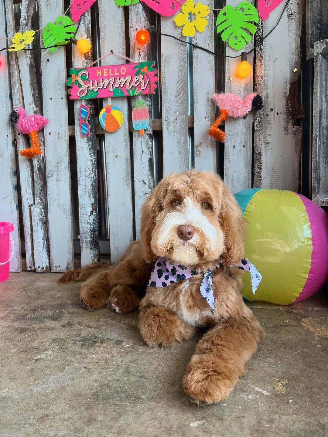 Brown dog with a bandana poses in front of a summer-themed backdrop with decorations like watermelons and flamingos.